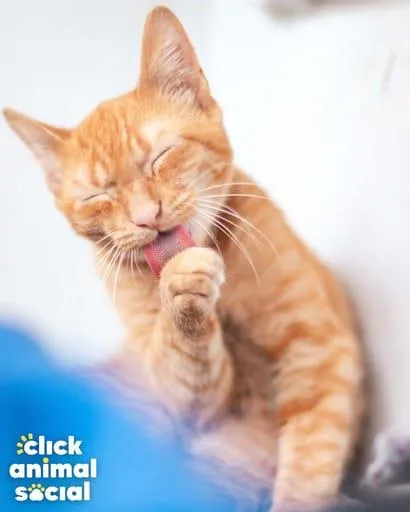Gato ra a SRD-ViraLata idade 2 a 6 meses nome Boris