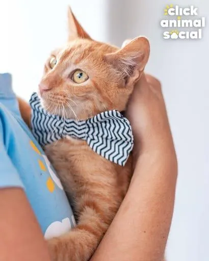 Gato ra a SRD-ViraLata idade 2 a 6 meses nome Boris