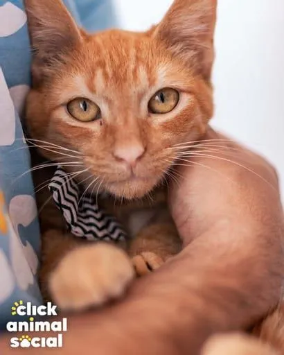 Gato ra a SRD-ViraLata idade 2 a 6 meses nome Boris