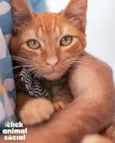 Boris