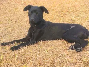 Cachorro raça Srd idade 2 a 6 meses nome Amora