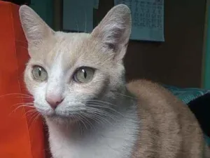 Gato raça Srd idade 2 anos nome Thor