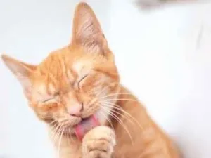 Gato raça SRD-ViraLata idade 2 a 6 meses nome Boris