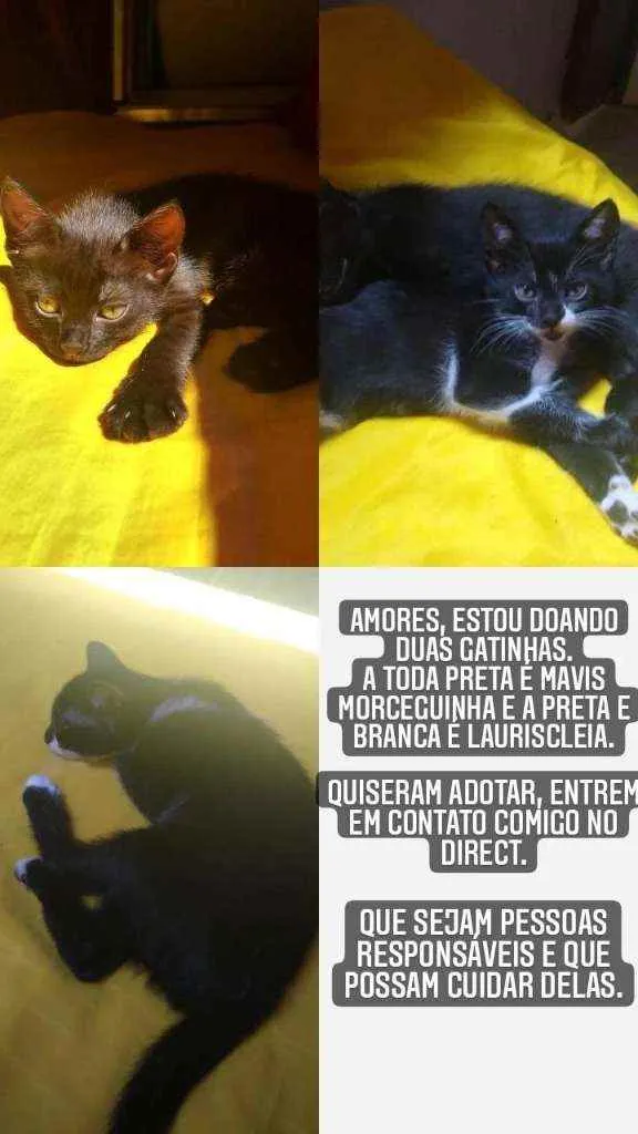 Gato ra a Vira-lata idade 2 a 6 meses nome Mavis, Luana.