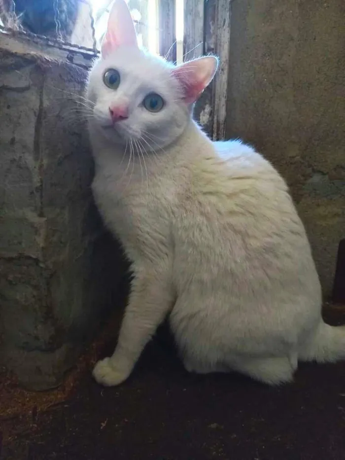 Gato raça srd idade 2 anos nome Snow