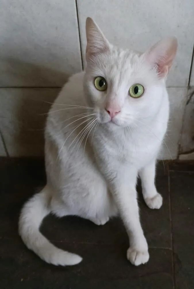 Gato raça srd idade 2 anos nome Snow