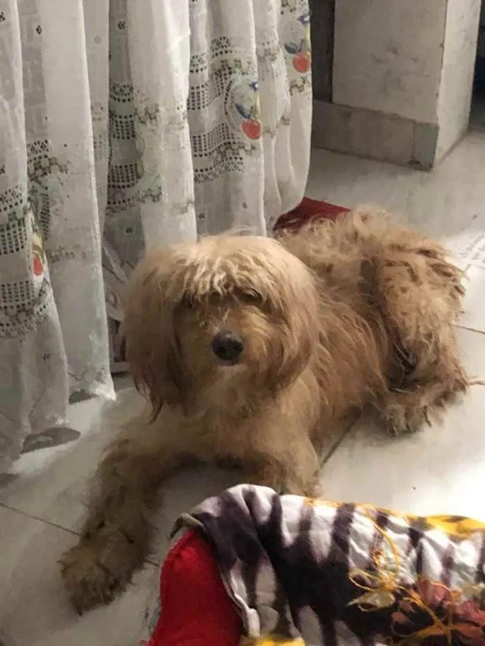 Cachorro ra a Poodle mix idade 4 anos nome Cristal