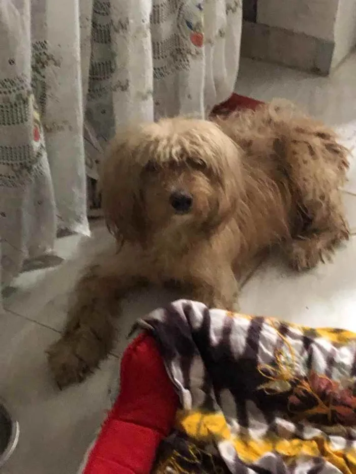 Cachorro ra a Poodle mix idade 4 anos nome Cristal