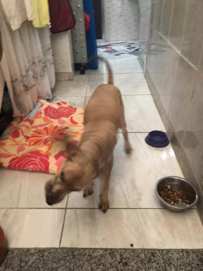 Cachorro ra a Poodle mix idade 4 anos nome Cristal