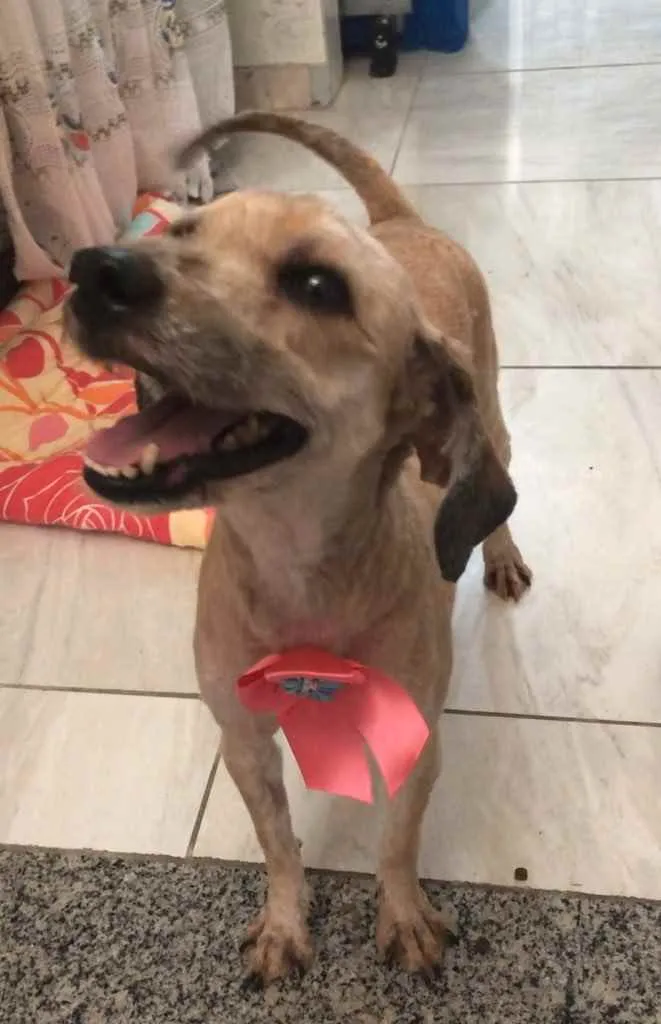 Cachorro ra a Poodle mix idade 4 anos nome Cristal