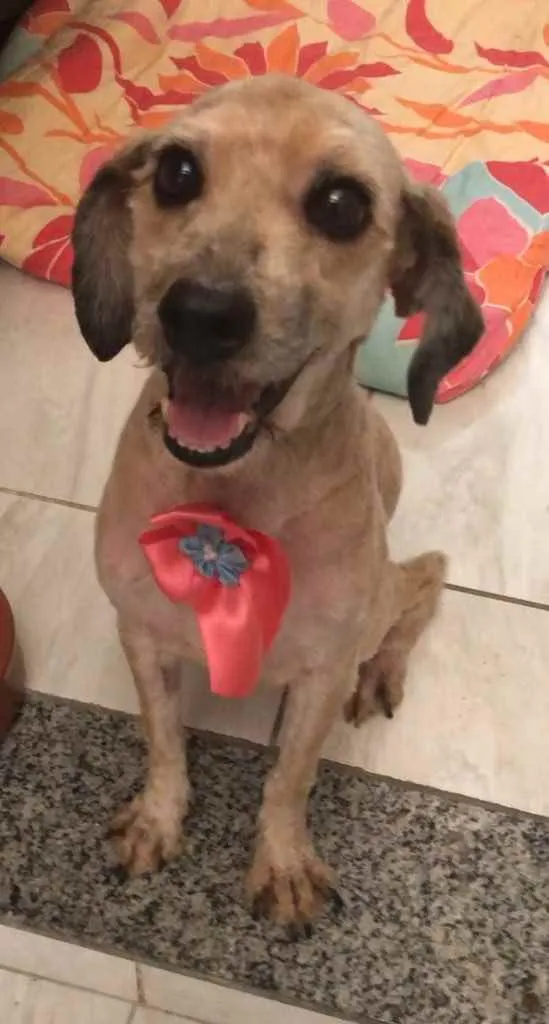 Cachorro ra a Poodle mix idade 4 anos nome Cristal