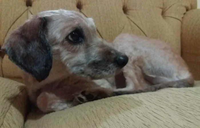 Cachorro ra a Poodle mix idade 4 anos nome Cristal