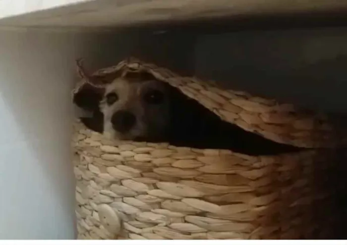 Cachorro ra a Poodle mix idade 4 anos nome Cristal
