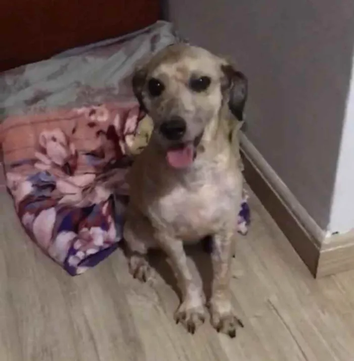 Cachorro ra a Poodle mix idade 4 anos nome Cristal