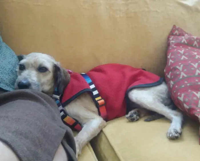 Cachorro ra a Poodle mix idade 4 anos nome Cristal