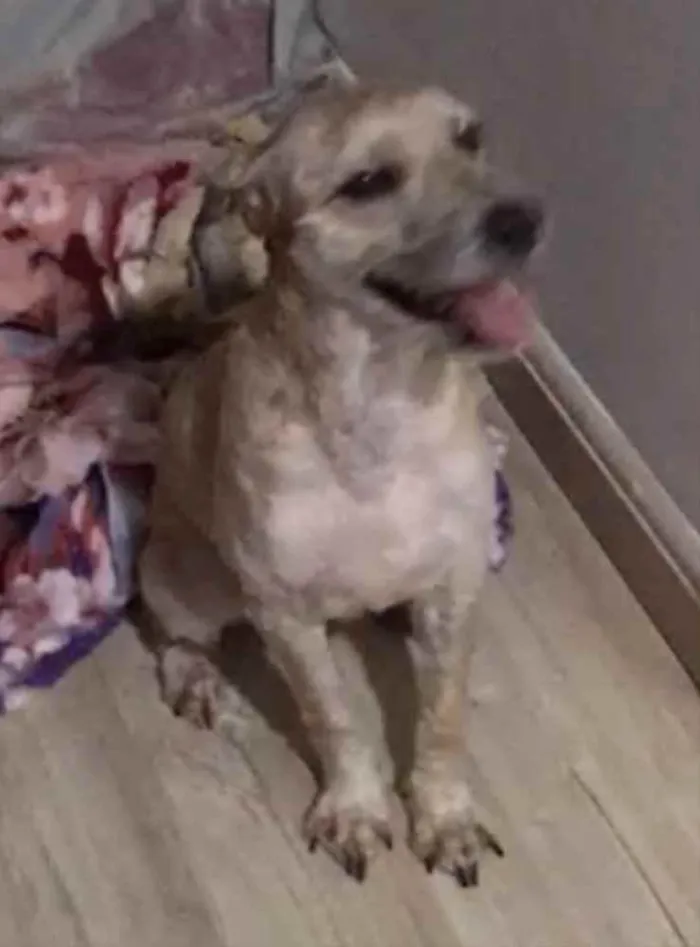 Cachorro ra a Poodle mix idade 4 anos nome Cristal