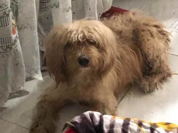 Cachorro ra a Poodle mix idade 4 anos nome Cristal