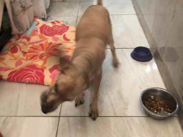 Cachorro ra a Poodle mix idade 4 anos nome Cristal