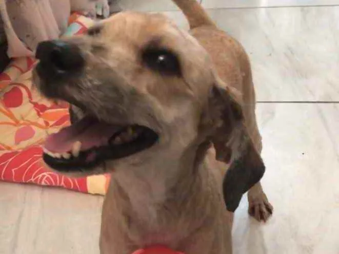 Cachorro ra a Poodle mix idade 4 anos nome Cristal