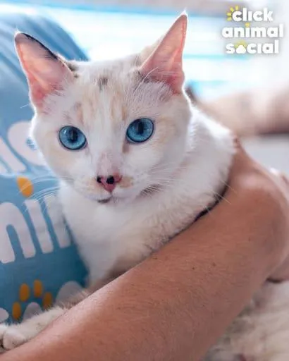 Gato ra a SRD-ViraLata idade 7 a 11 meses nome Ana Clara