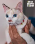 Ana Clara
