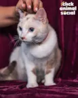 Ana Clara