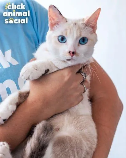 Gato ra a SRD-ViraLata idade 7 a 11 meses nome Ana Clara