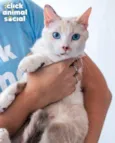 Ana Clara