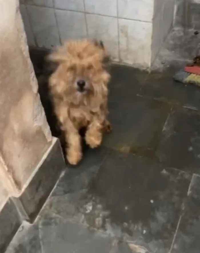 Cachorro ra a Poodle mix idade 4 anos nome Cristal