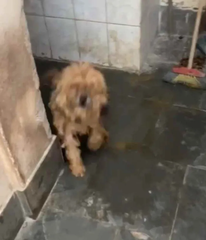 Cachorro ra a Poodle mix idade 4 anos nome Cristal
