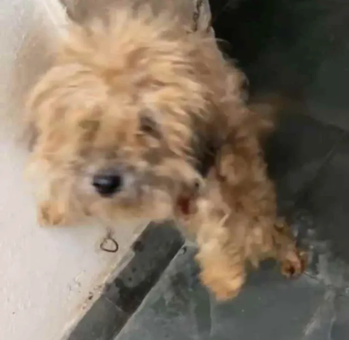 Cachorro ra a Poodle mix idade 4 anos nome Cristal