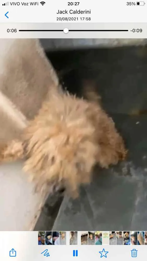 Cachorro ra a Poodle mix idade 4 anos nome Cristal