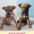 Marley e Maya
