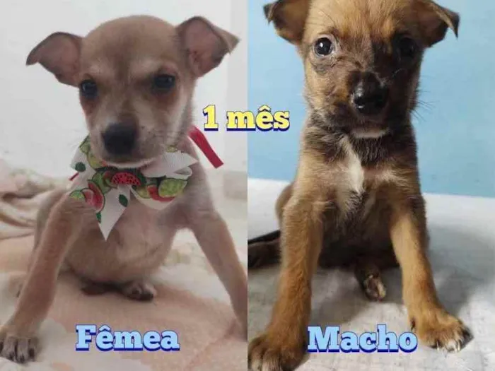 Cachorro ra a SRD idade Abaixo de 2 meses nome Marley e Maya
