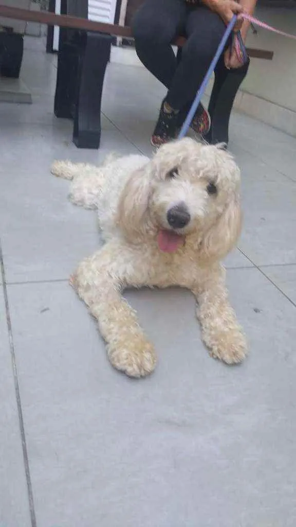 Cachorro ra a Poodle idade 2 anos nome Pipoca