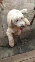 Pipoca