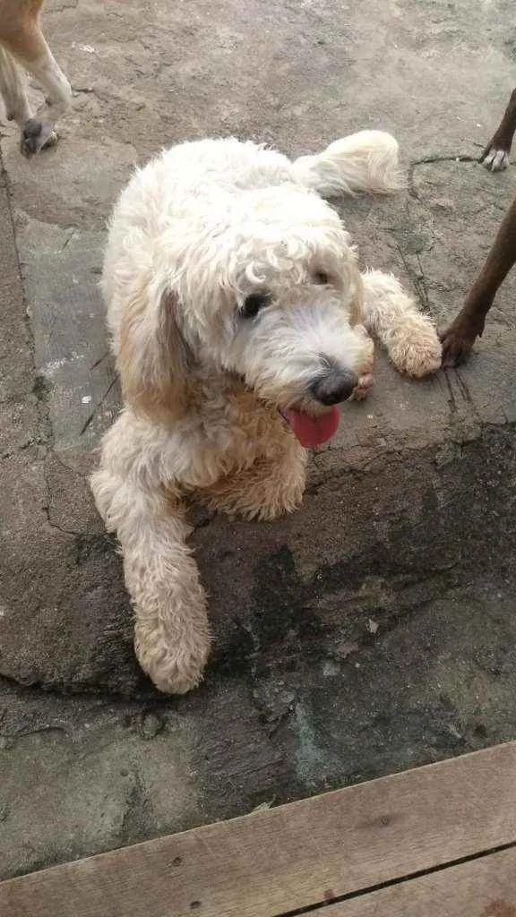 Cachorro ra a Poodle idade 2 anos nome Pipoca