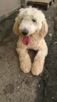 Pipoca
