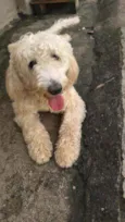 Pipoca
