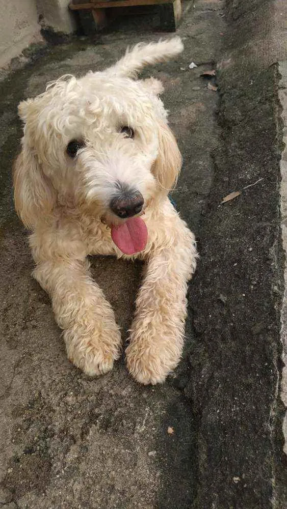 Cachorro ra a Poodle idade 2 anos nome Pipoca