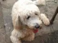 Pipoca