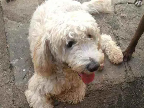 Cachorro ra a Poodle idade 2 anos nome Pipoca