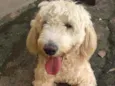 Pipoca