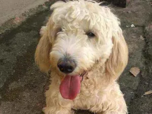Cachorro raça Poodle idade 2 anos nome Pipoca