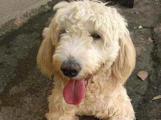 Cachorro ra a Poodle idade 2 anos nome Pipoca