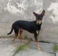 Leãozinho