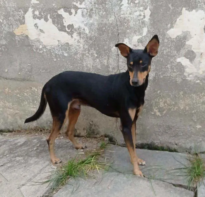 Cachorro ra a SRD  idade 1 ano nome Leãozinho