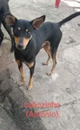 Leãozinho