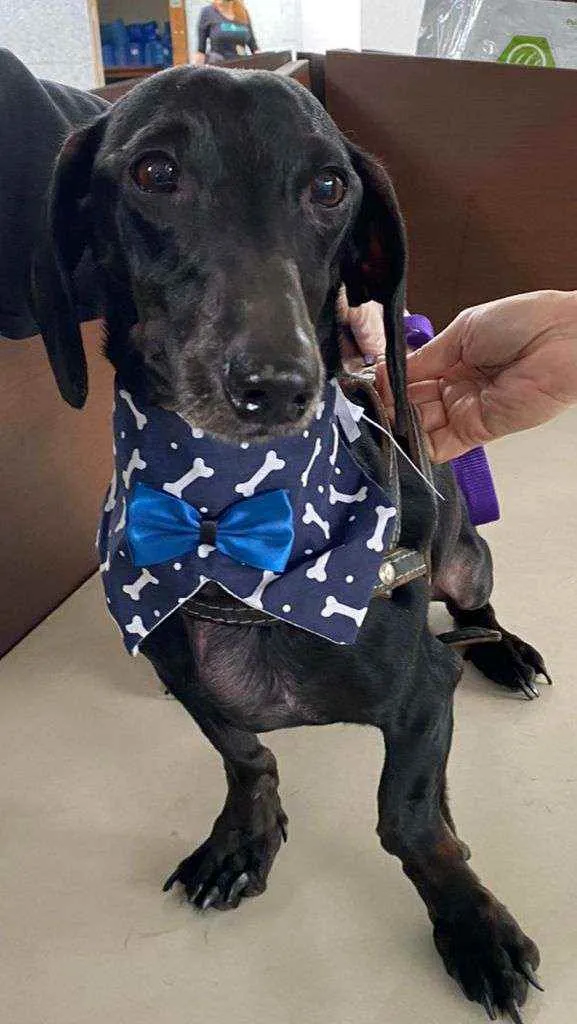 Cachorro raça Salsisha  idade 5 anos nome Zack 