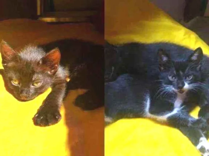 Gato ra a Vira-lata idade 2 a 6 meses nome Mavis, Luana.